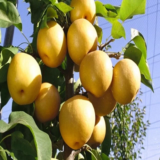배나무(신고) 5년생 결실주 1주