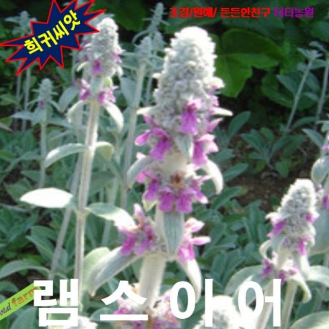 (씨앗나라) 램스이어 씨앗 10립