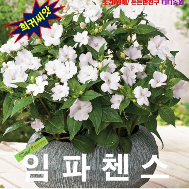 (씨앗나라) 연중개화 임파첸스 화이트 씨앗10립