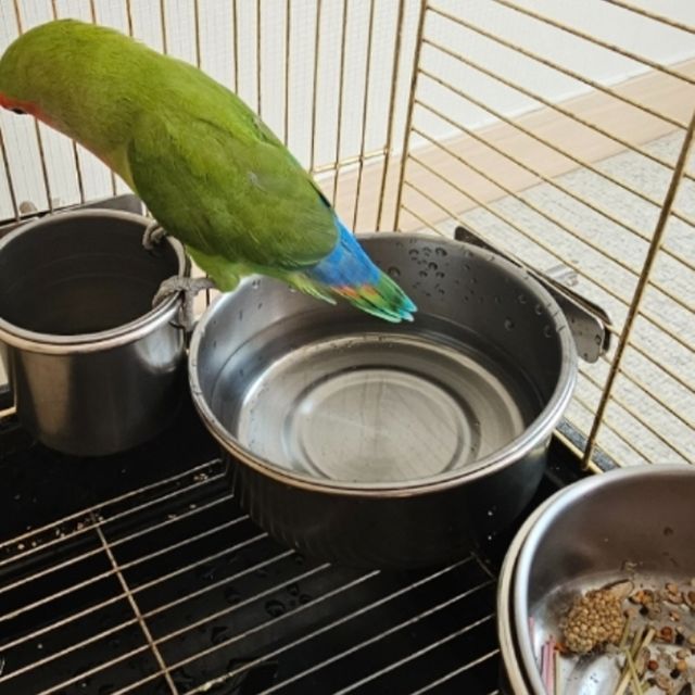 사육통 걸이형 스텐 앵무새 모이통 중