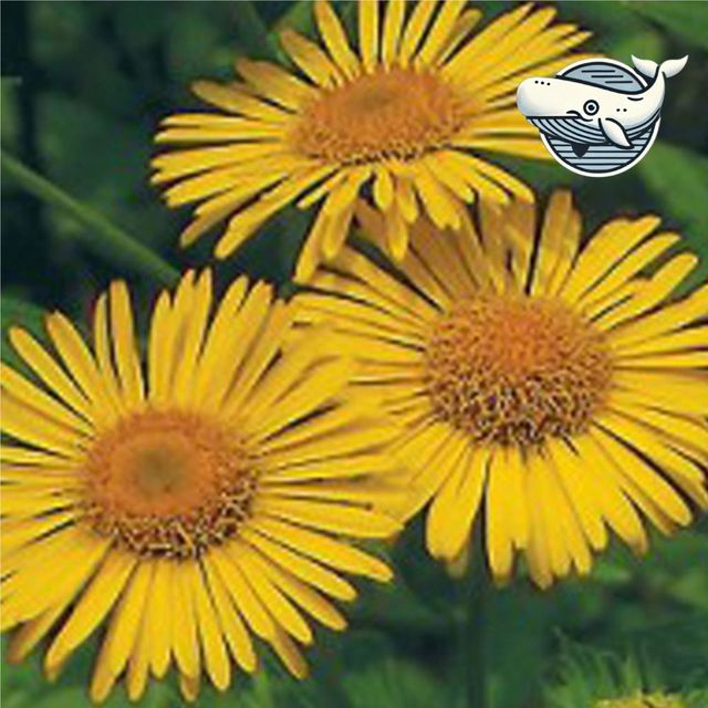 야생화 정원 가꾸기 금불초 씨앗 다채로운