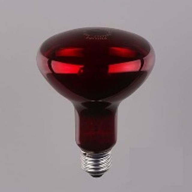 필립스 적외선 IR 램프 100W - 의료 및 동물 사육용