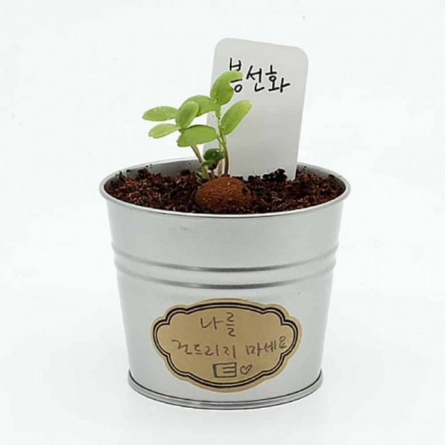 채소키우기 세트 봉선화 씨앗 화분 만들기