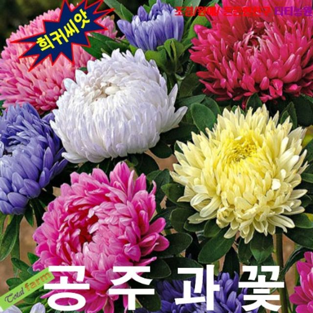 (씨앗나라) 공주과꽃 혼합색 씨앗 10립