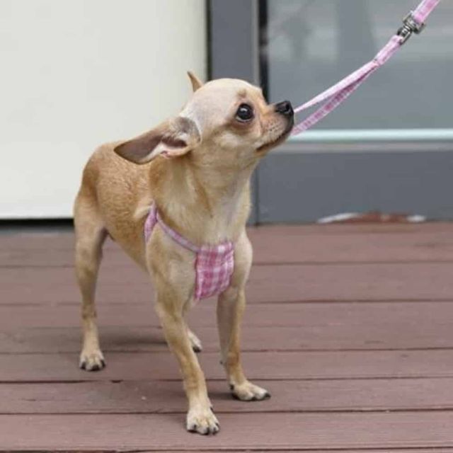 체크 하네스리드줄 핑크 S 개산책 강아지산책줄 소형견하네스