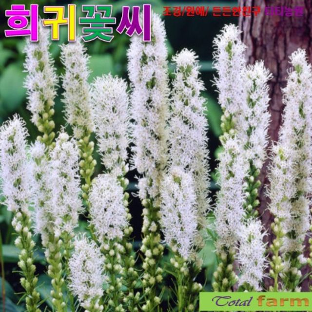 (씨앗나라) 팝플러스 리아트리스 혼합 씨앗 10립