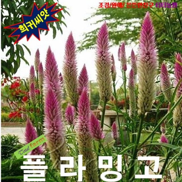 (씨앗나라) 여우꼬리(플라밍고) 맨드라미 씨앗 10립