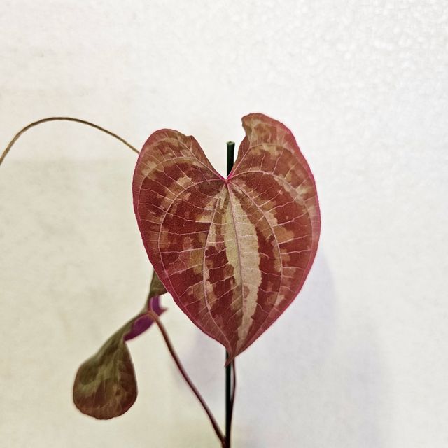 디오스코레아 디스컬러 (동일개체배송)