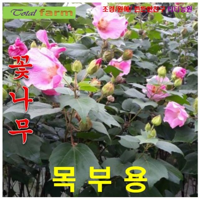 (씨앗나라) 목부용 씨앗 5립