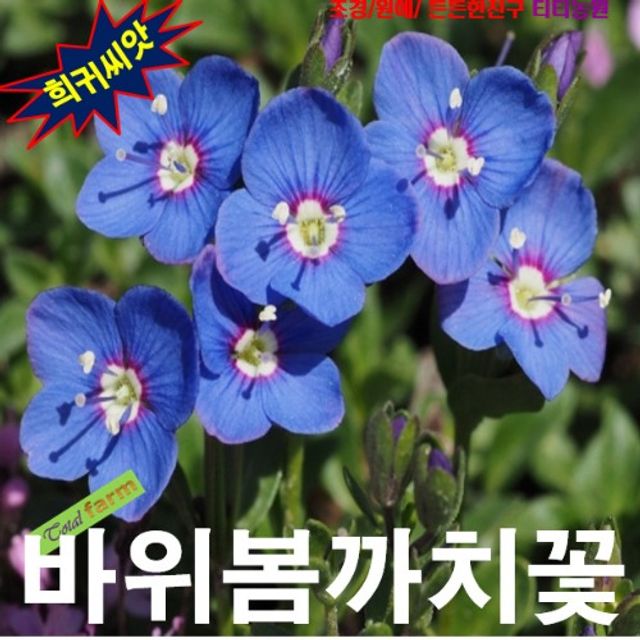 (씨앗나라) 봄의 소식을 알리는 바위봄까치꽃 씨앗25립
