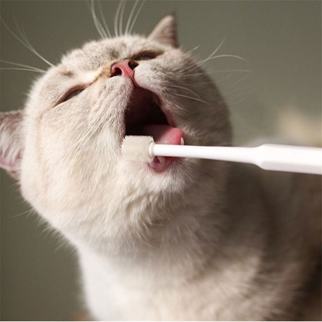 PET 칫솔 고양이이빨관리 애견칫솔 강아지거즈칫솔