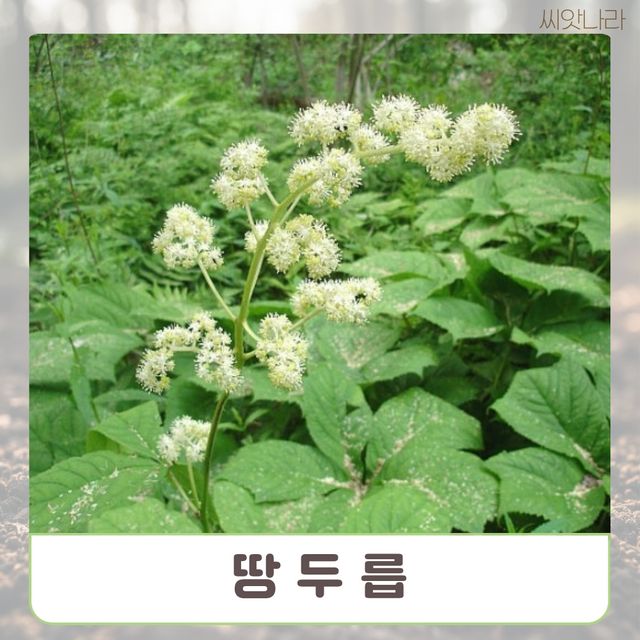 (씨앗나라) 땅두릅 씨앗 100립
