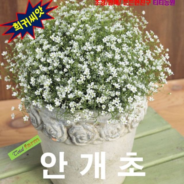 (씨앗나라) 야생화 다년생 안개초 화이트 씨앗 15립