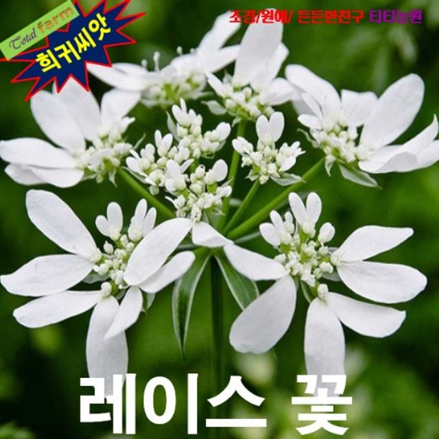 (씨앗나라) 오를라야 (레이스꽃 Orlaya grandifolia) 씨앗 5립