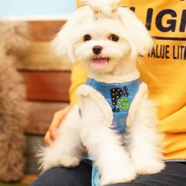 패딩 하네스리드줄 블루 S 강아지하네스옷 강아지하네스 강아지하네스패딩