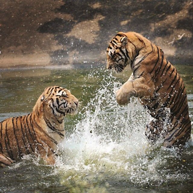 맹호들의 물놀이 직소퍼즐 1000조각 퍼즐 풍경화 취미 그림 액자 인테리어