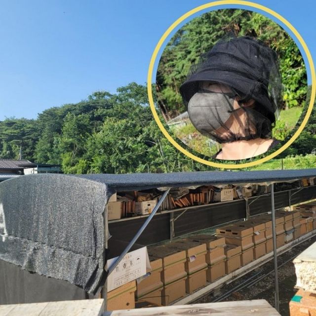 얼굴 방충망 모기장 벌침 방지 양봉용 모자