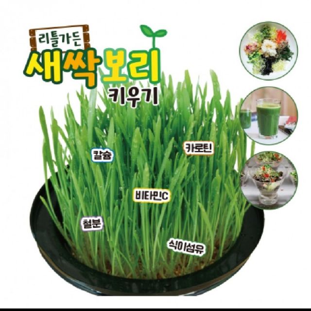 식물 키우기 세트 랜덤 1개