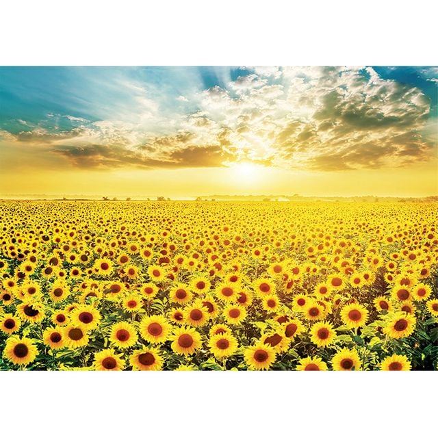 500피스 직소퍼즐 - 황금빛 해바라기 들판 2, 자연 풍경 퍼즐