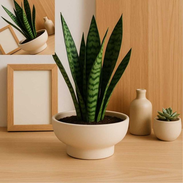 베트남 토분 테라원 수국 미니 16x7cm 화분 토기 원형 미니화분