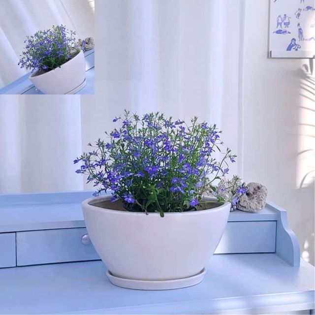 도기 화분 타원 30x18x15cm 화이트무광 도자기화분 실내화분 디자인화분 인테리어화분