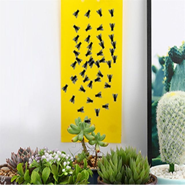 초파리 스티커 20x25cm 날파리트랩 날벌레퇴치기 하루살이트랩