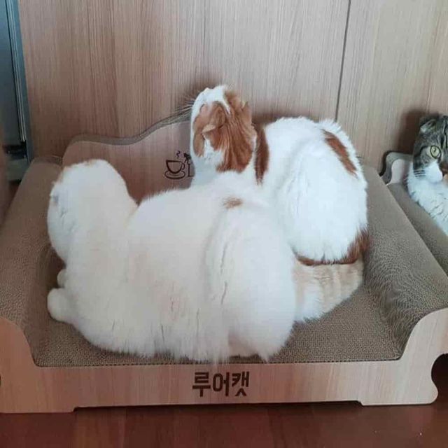 스크래처 소파 XL 고양이스크레처 스크레쳐 고양이스크래처 고양이스크레쳐