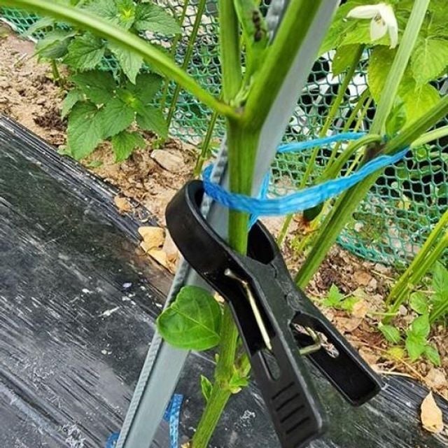 원예 식물 작물 고추 지지대 줄기고정 집게 1P 여름 작물 농사 과수원 지지대 식물 용품 고정집게 고추