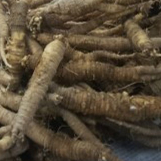 국산 더덕 사삼 씨앗 150g 작물 품종 채소 종자 고순도 토종