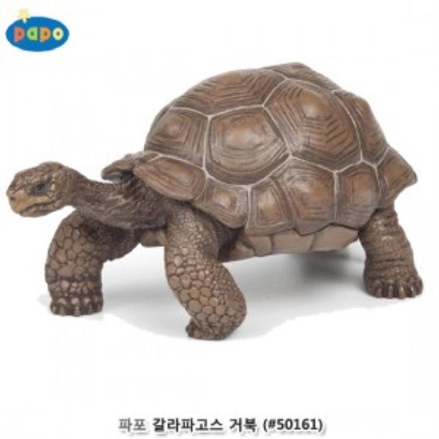 파포 갈라파고스 거북 모형완구 50161 - 동물학습 교육용 피규어