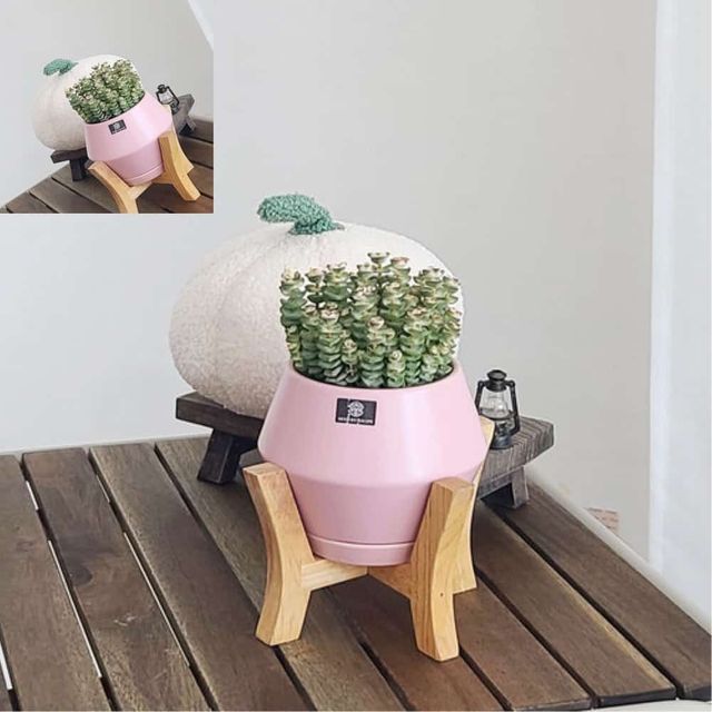 도기 화분 우드스텐드 셋트 D11x11cm 우드스탠드화분 도자기화분 실내화분 디자인화분