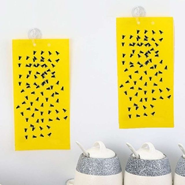 초파리 트랩 20x25cm 날파리트랩 날벌레퇴치기 날파리퇴치 초파리잡는법