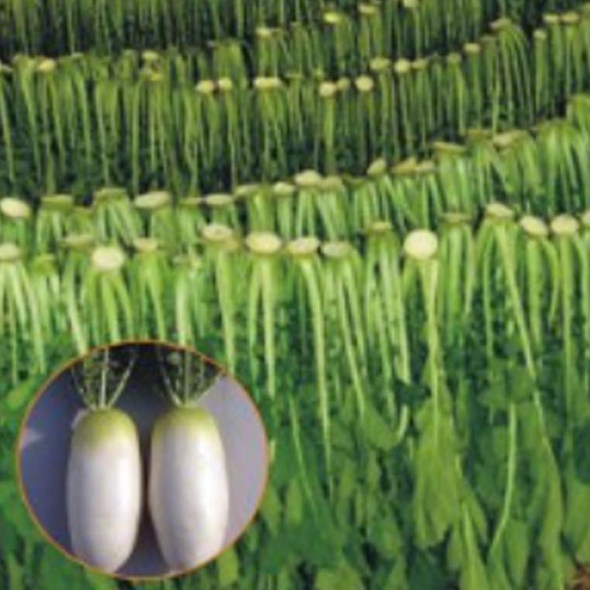 토종 시래기 무 씨앗 20g 채소 종자 텃밭 재배용