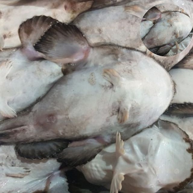 아귀탕재료 수산식자재 생물 아귀 3kg