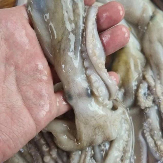 냉동 낙지 6미 통낙지 냉동해물 낙지샤브샤브 캠핑해산물
