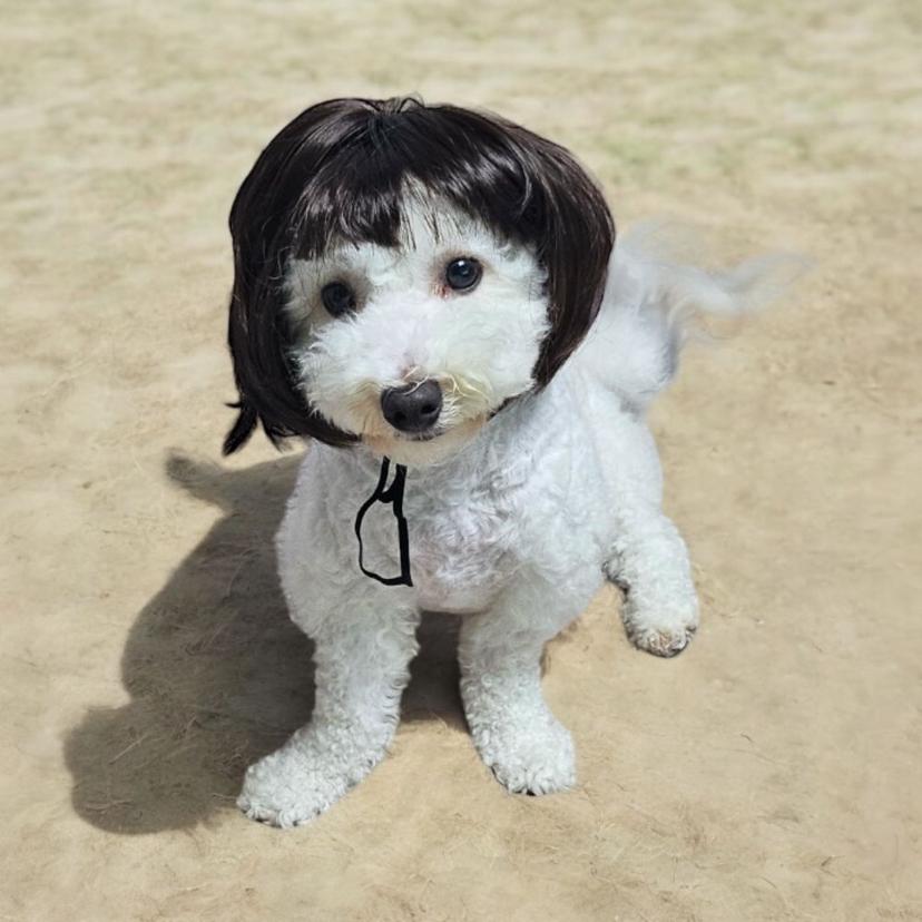 강아지 가발 금잔디 단발 반려동물 액세서리
