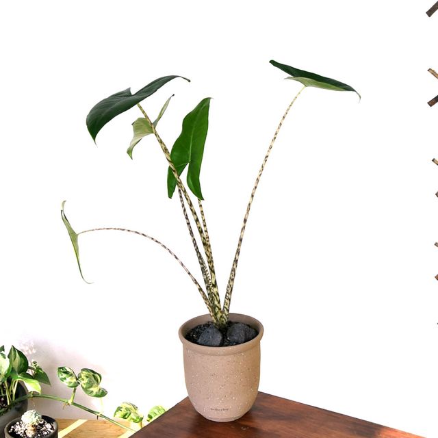 베하몰 프리미엄 수제토분 N107 15x16cm 에단그레이 - 인테리어 화분