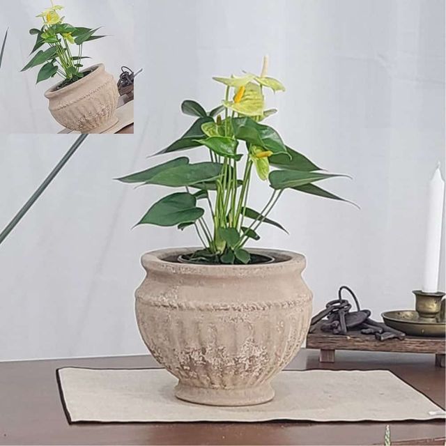 아쿠아 토분 14x18cm 펌킨 토분화분 인테리어화분 꽃화분 거실화분