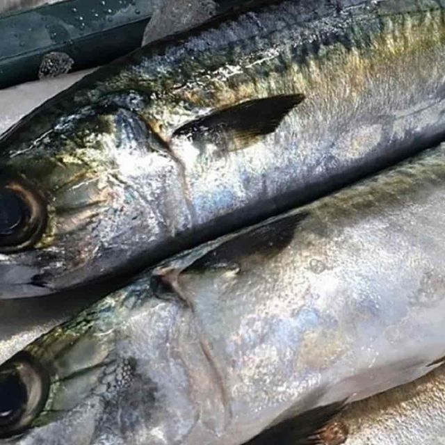 국내산 냉동 고등어 10미 큰고등어 고등어살 참고등어 에어프라이어생선