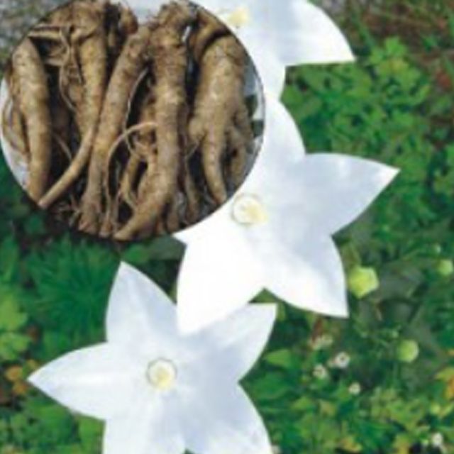 백도라지 약용 차 종자 1000립 - 면역력 및 기침 완화용 전통 종자