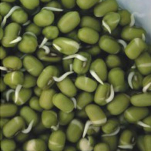 숙주 나물 녹두 종자 30g - 곡물 콩류 식물 씨앗 품종