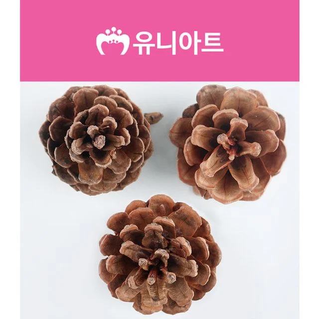 2500 천연솔방울 대 - 자연 소재 학습완구 장식용
