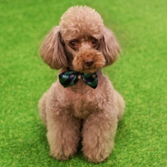 강아지 보타이 스카프 넥타이 M 사이즈 - 애견 외출용 패션 악세사리