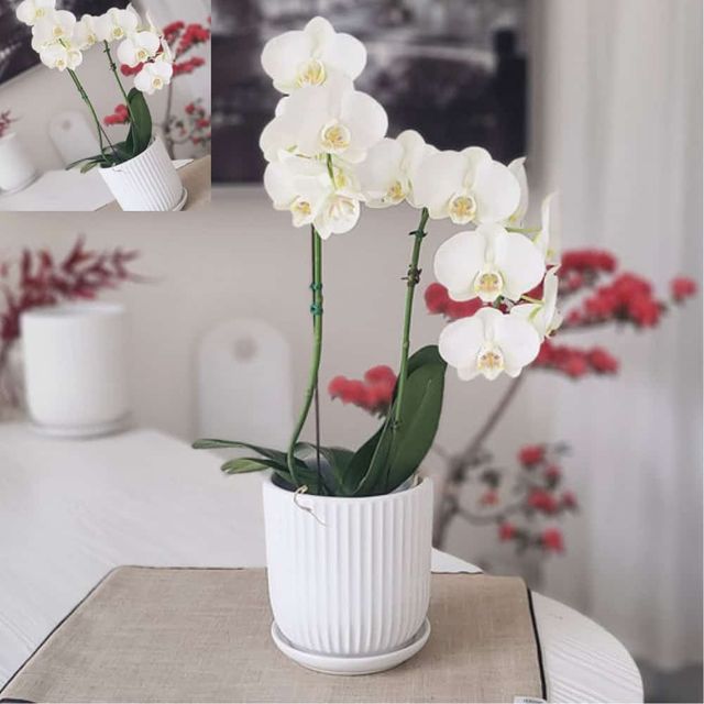 도기 화분 세로줄실린더 15x15cm 소 화이트화분 모던화분 실내화분 원예화분