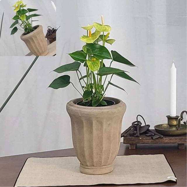 아쿠아 토분 14x20cm 롱플리츠 토분화분 인테리어화분 꽃화분 거실화분