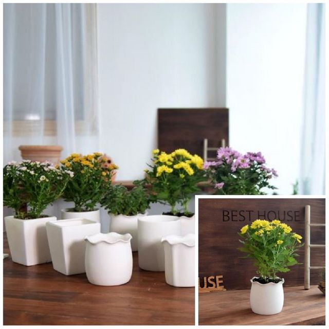 고강도 퓨어화이트 토분 표준형 8x8cm 미니화분 원형화분 식물화분 베란다화분