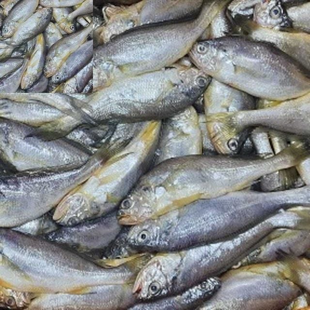 국내산 참조기 3kg 생선 가정식 손질 냉동